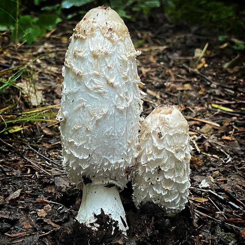 Shaggy Mane