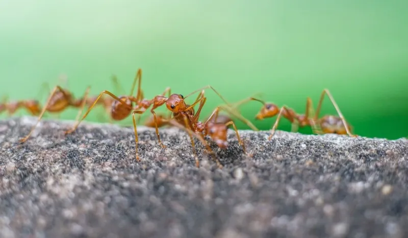 Ineffective Against Large Infestations