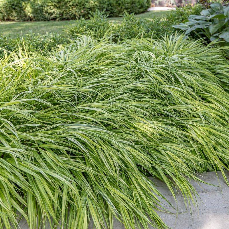 Japanese Forest Grass