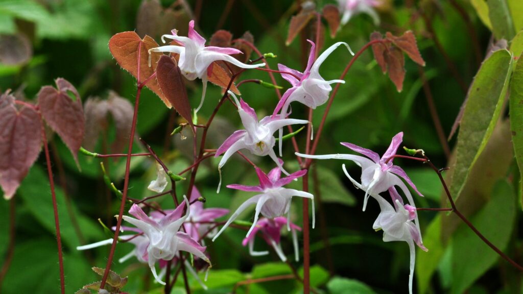 Epimedium