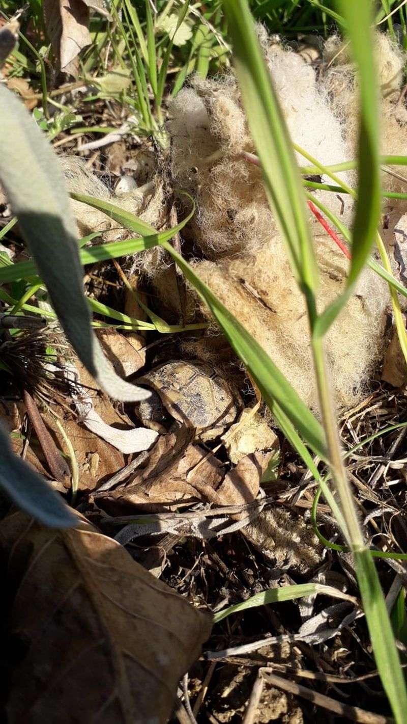 Buried Wool Fertilizer