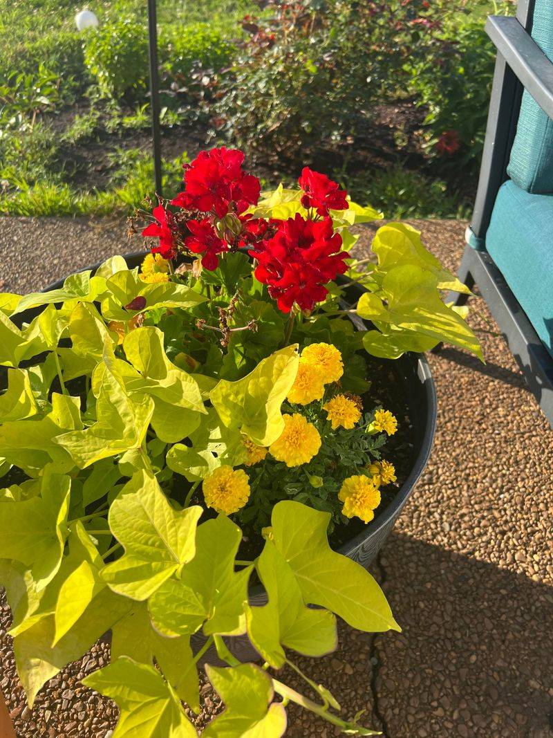 Companion Planting Winners