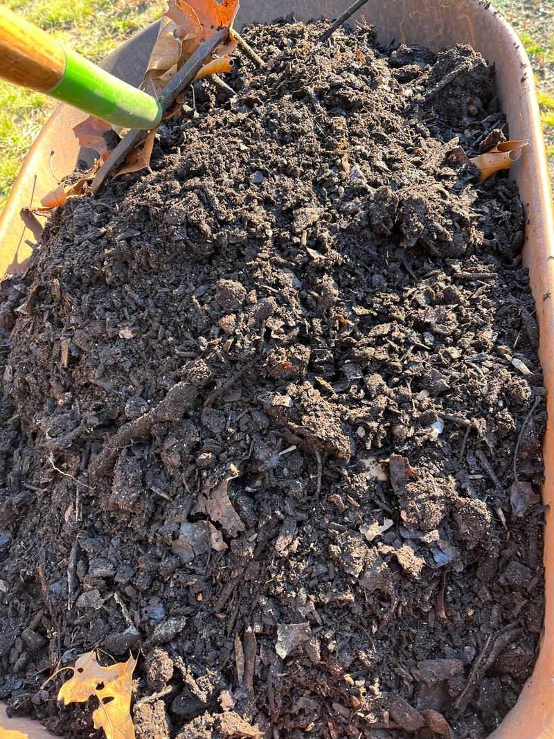 Bat Guano: Fast-Acting Fertilizer