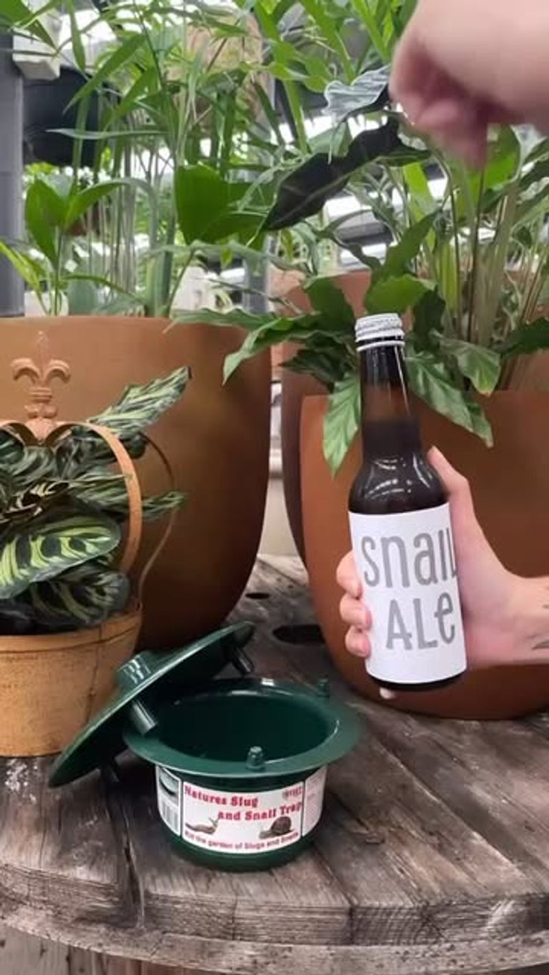 Beer Traps for Slugs