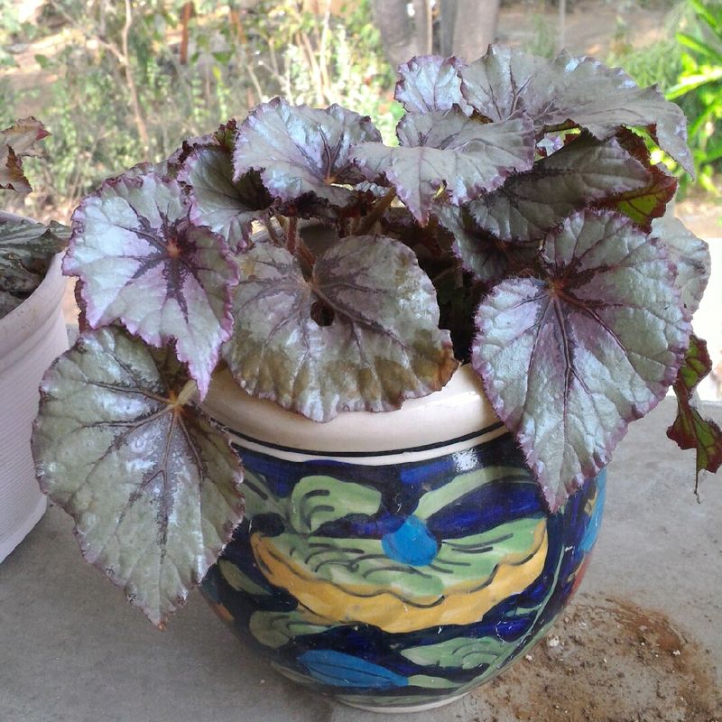 Painted-Leaf Begonia (Begonia rex-cultorum)