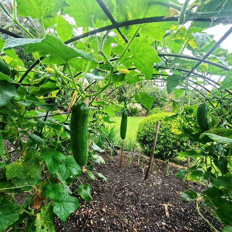 Trellised Cucumber Arches