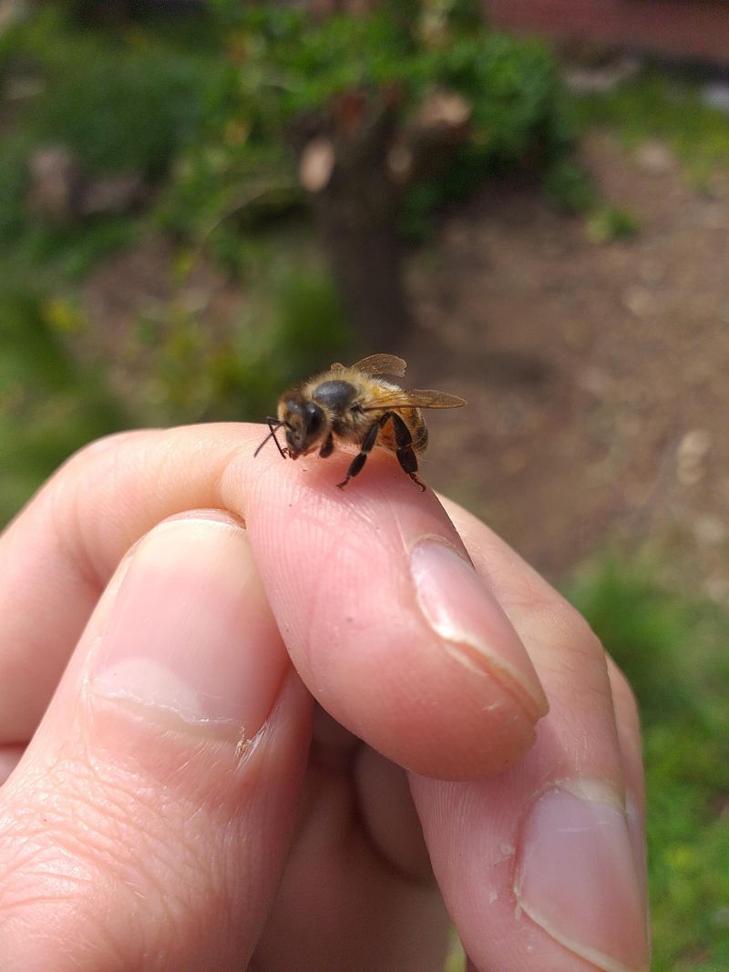 Garden Ecosystem Balance Depends On Them