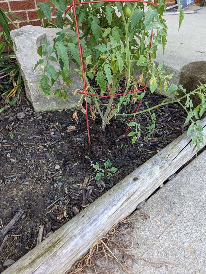 Create Herbicide-Free Buffer Zones