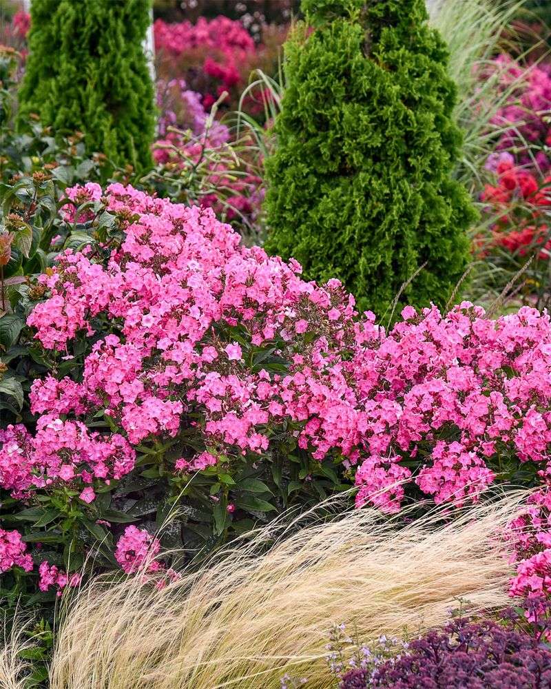 Fragrant Phlox Clouds