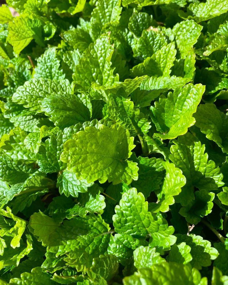 Lemon Balm
