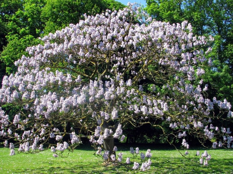 Princess Tree