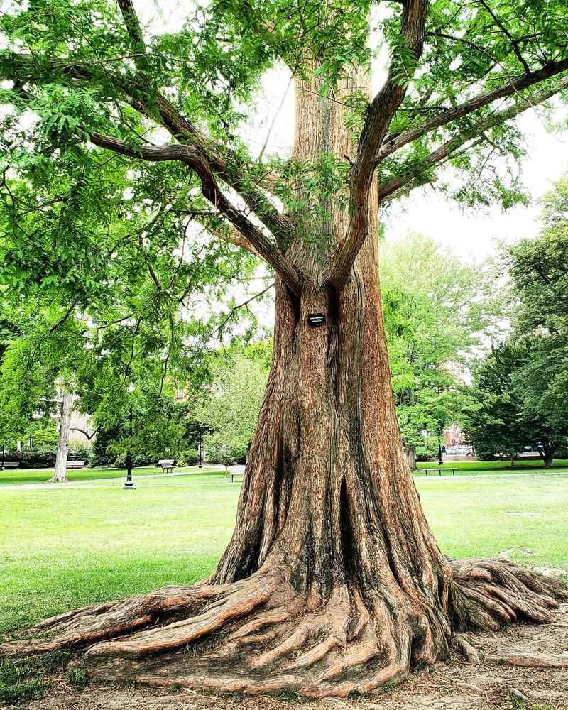Dawn Redwood: Deciduous Deceiver