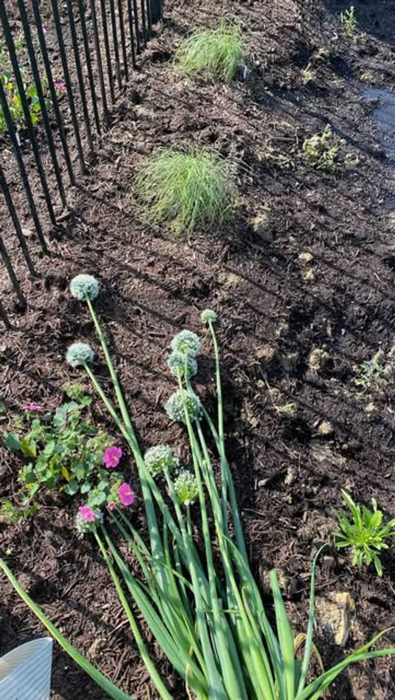 Onions