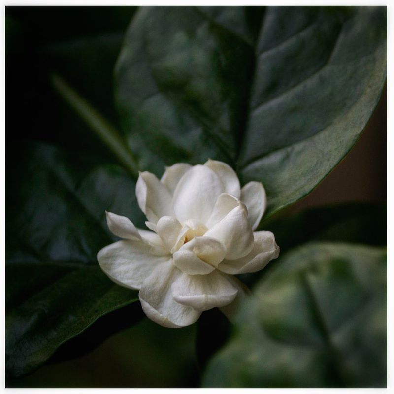 Jasmine - The Exotic Mood Lifter