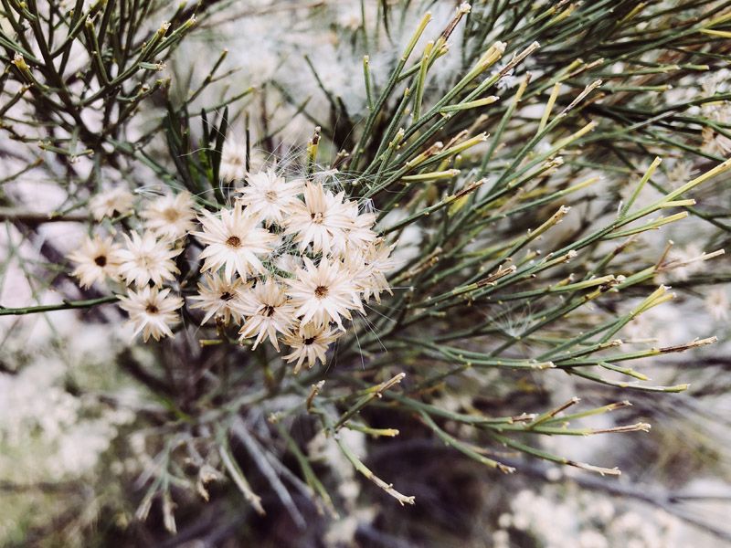 Desert Broom