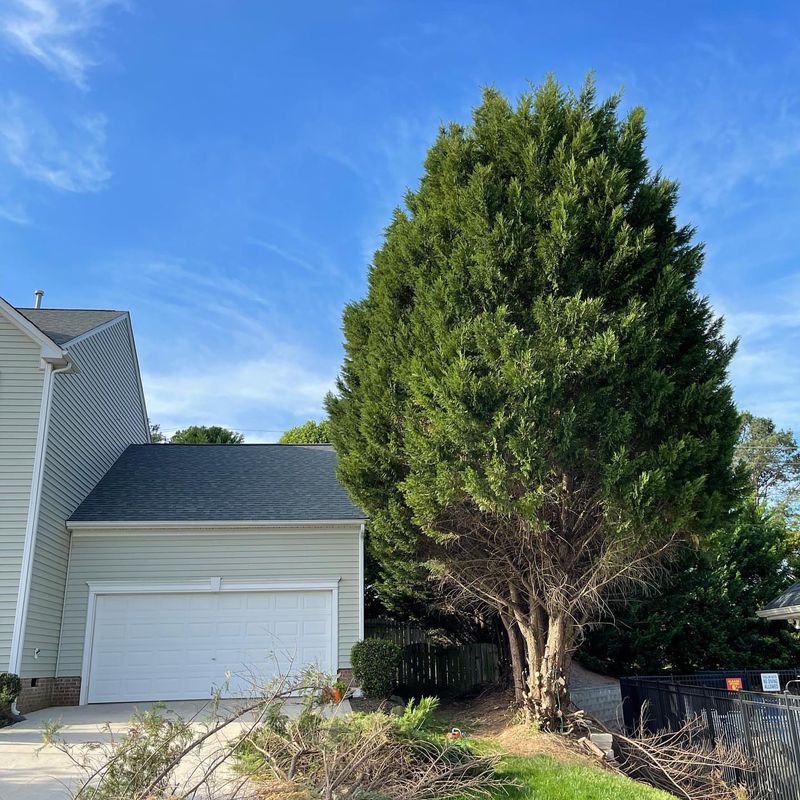 Leyland Cypress