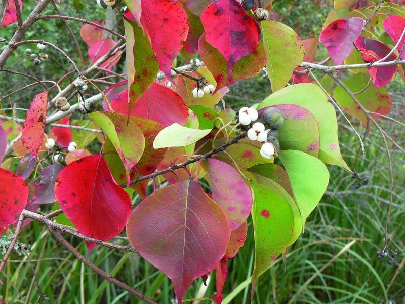Chinese Tallow