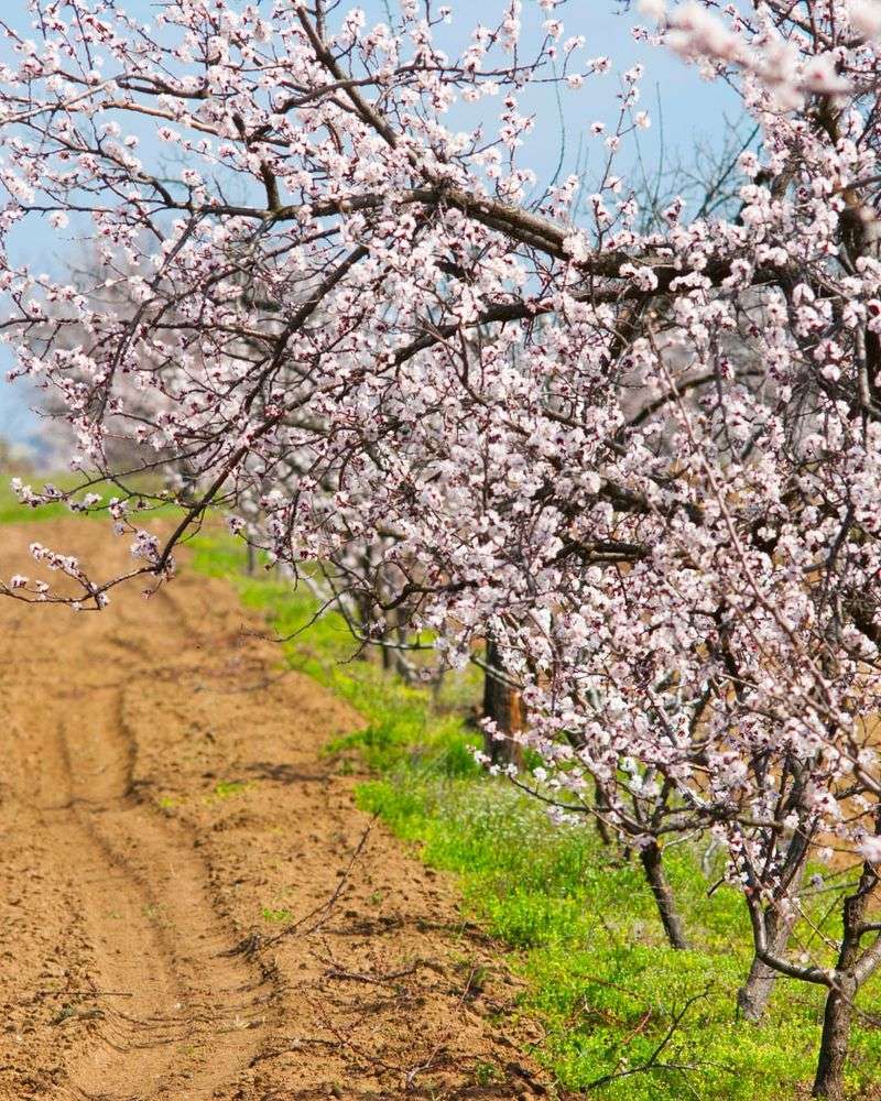 Almond Trees