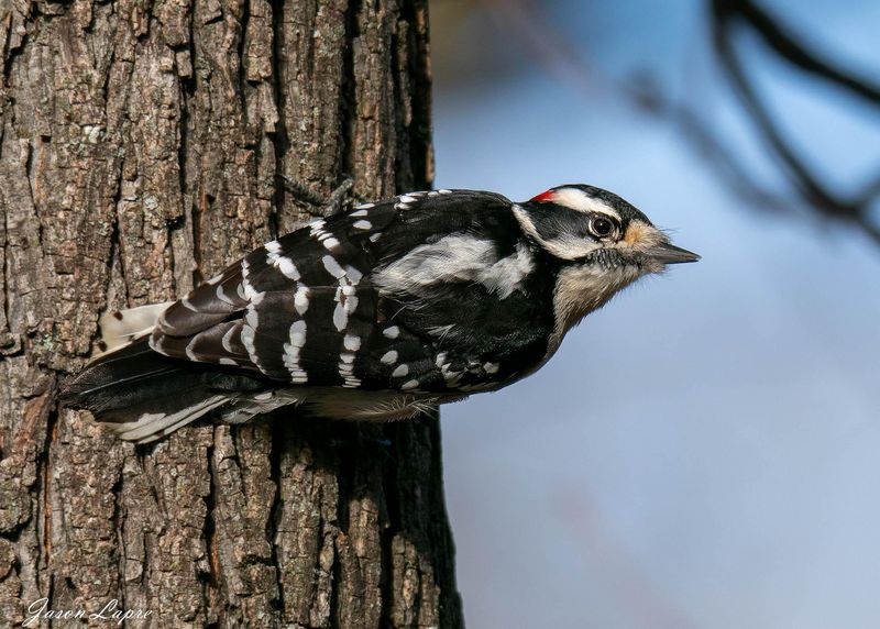 Downy Woodpecker