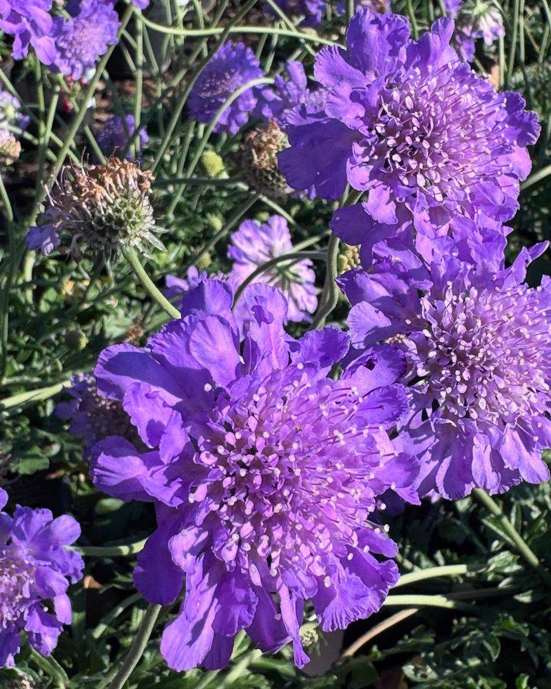 Scabiosa