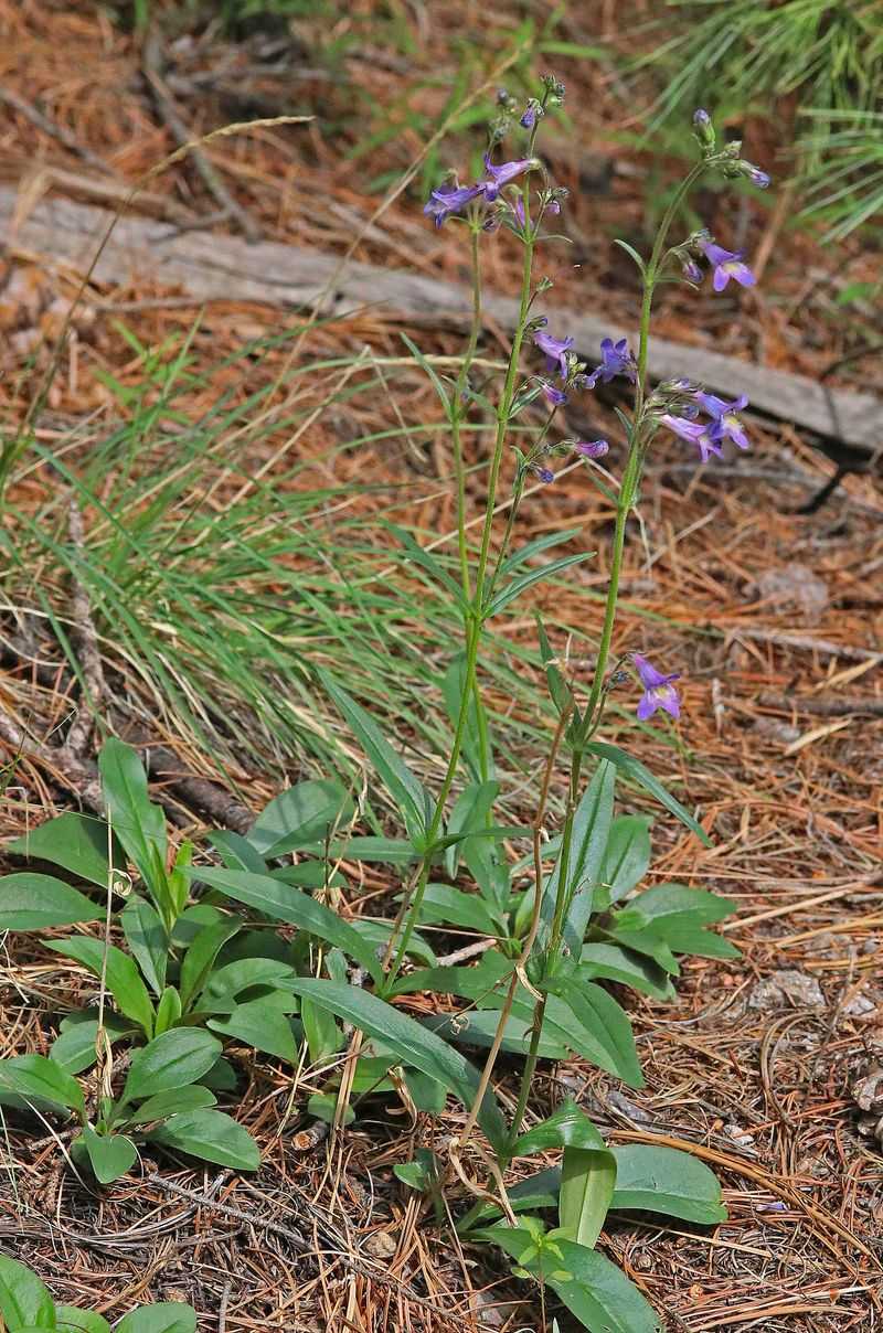 Apache Beardtongue