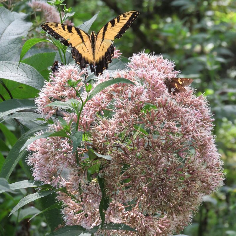 Joe-Pye Weed
