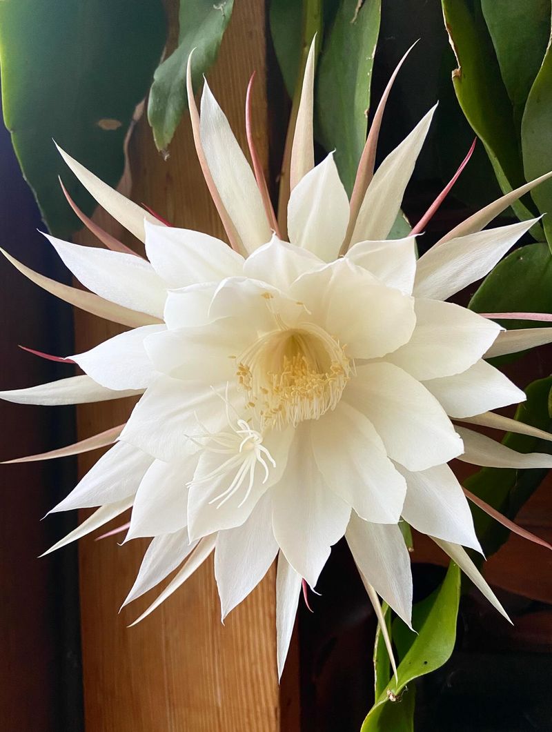 Night-Blooming Cactus