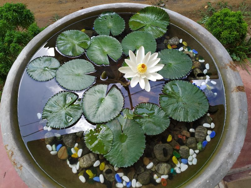 Night-Blooming Water Lily