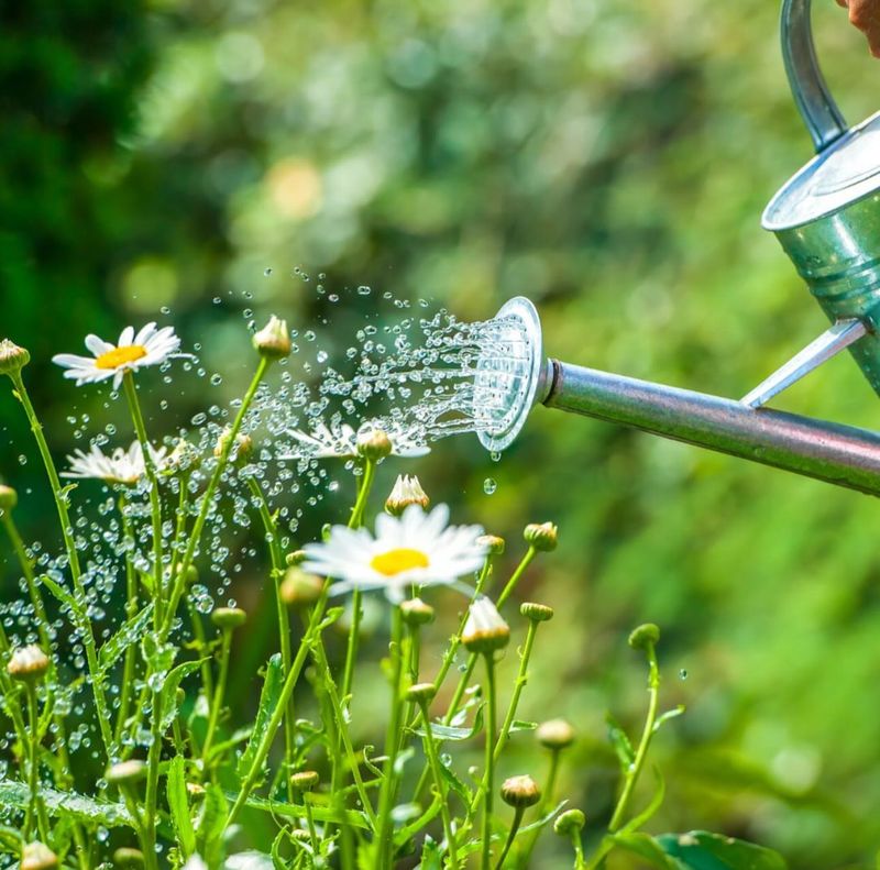 Deep Watering Beats Frequent Sprinkling
