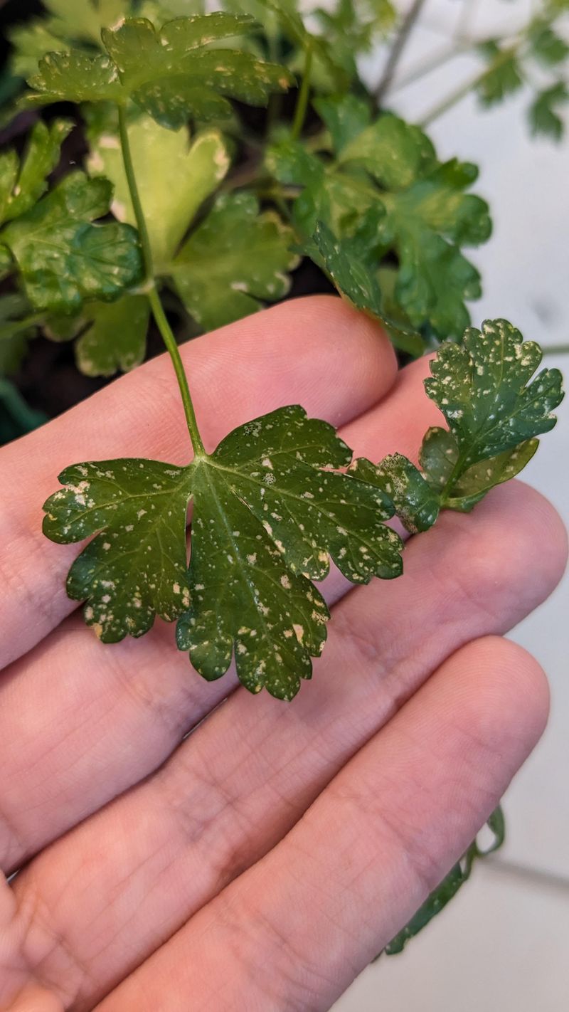 Nutrient Imbalances From Heat