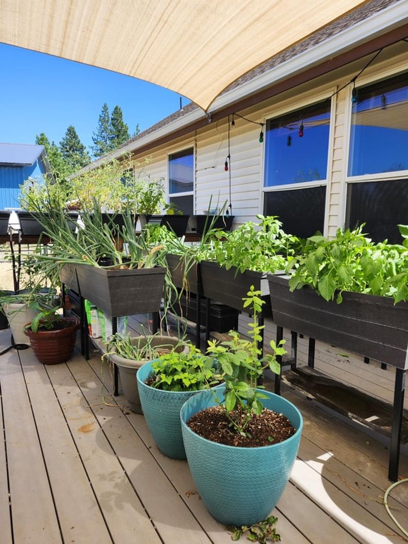 Neglecting Container Gardens