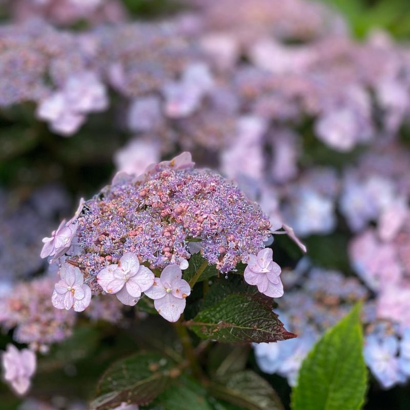 SKIP: Hydrangeas Need Patience Now
