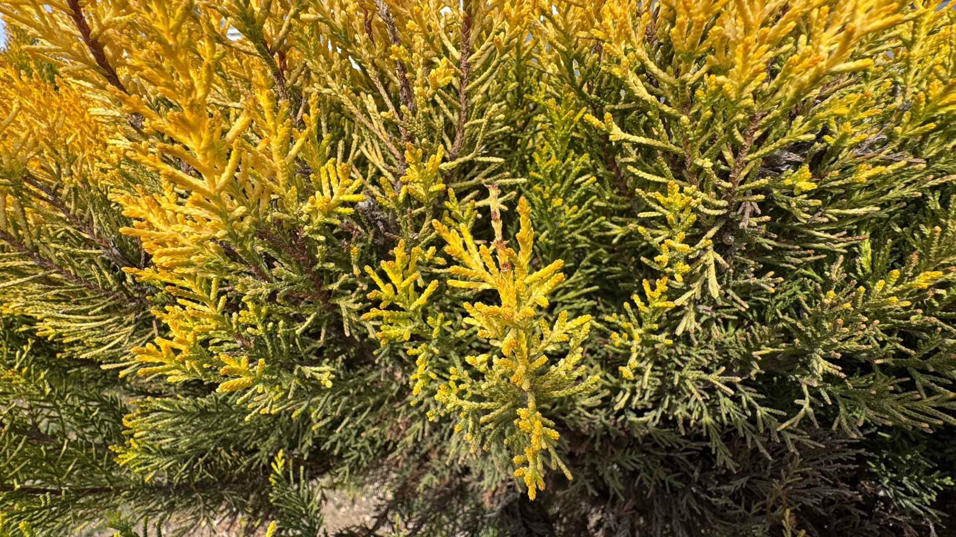 Evergreen Trees You Should Never Grow In Illinois (And 4 Better Alternatives)