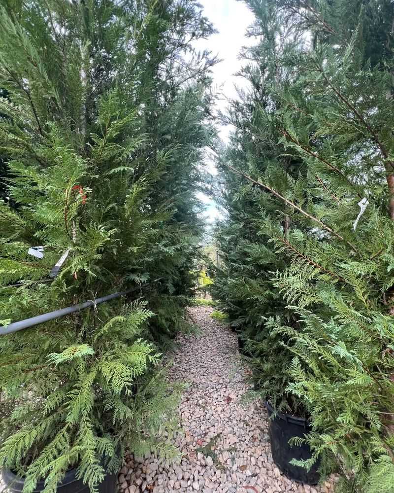 Leyland Cypress: The Fast-Growing Mistake