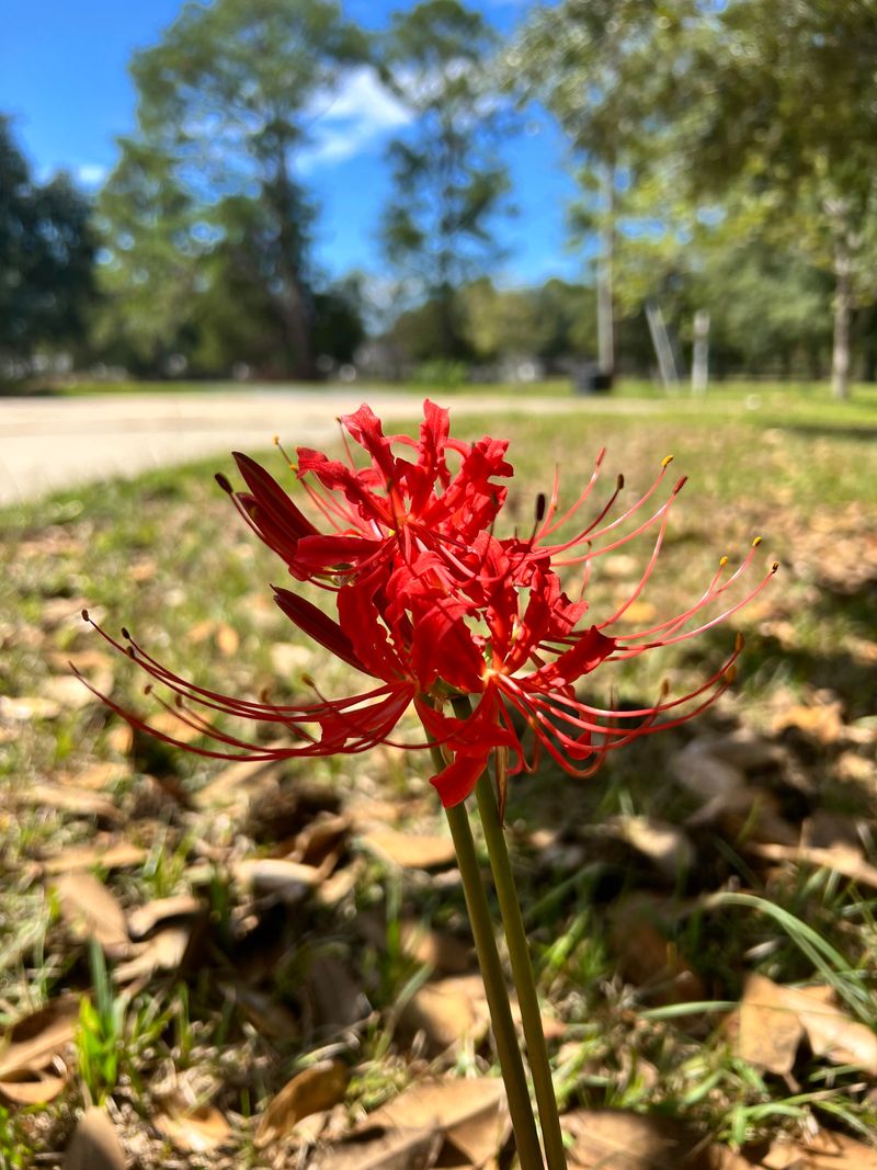 Red Flowers Often Contain More Sugar