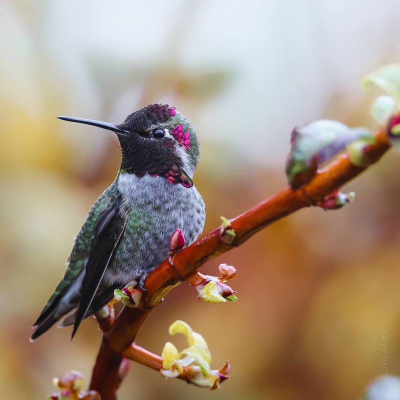 Color perception differs from humans