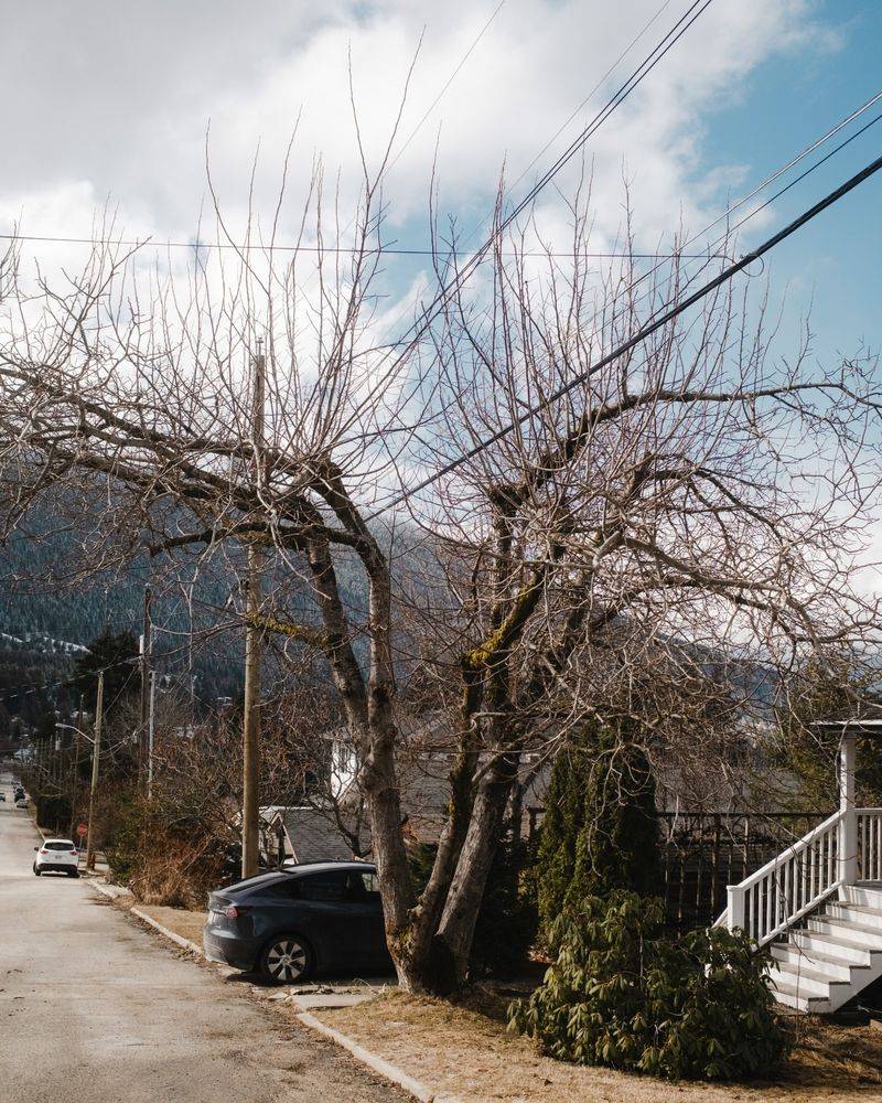 Neglecting Tree Maintenance Near Power Lines