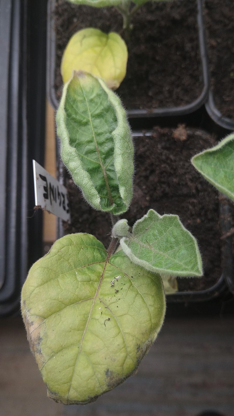 Herbicide Drift