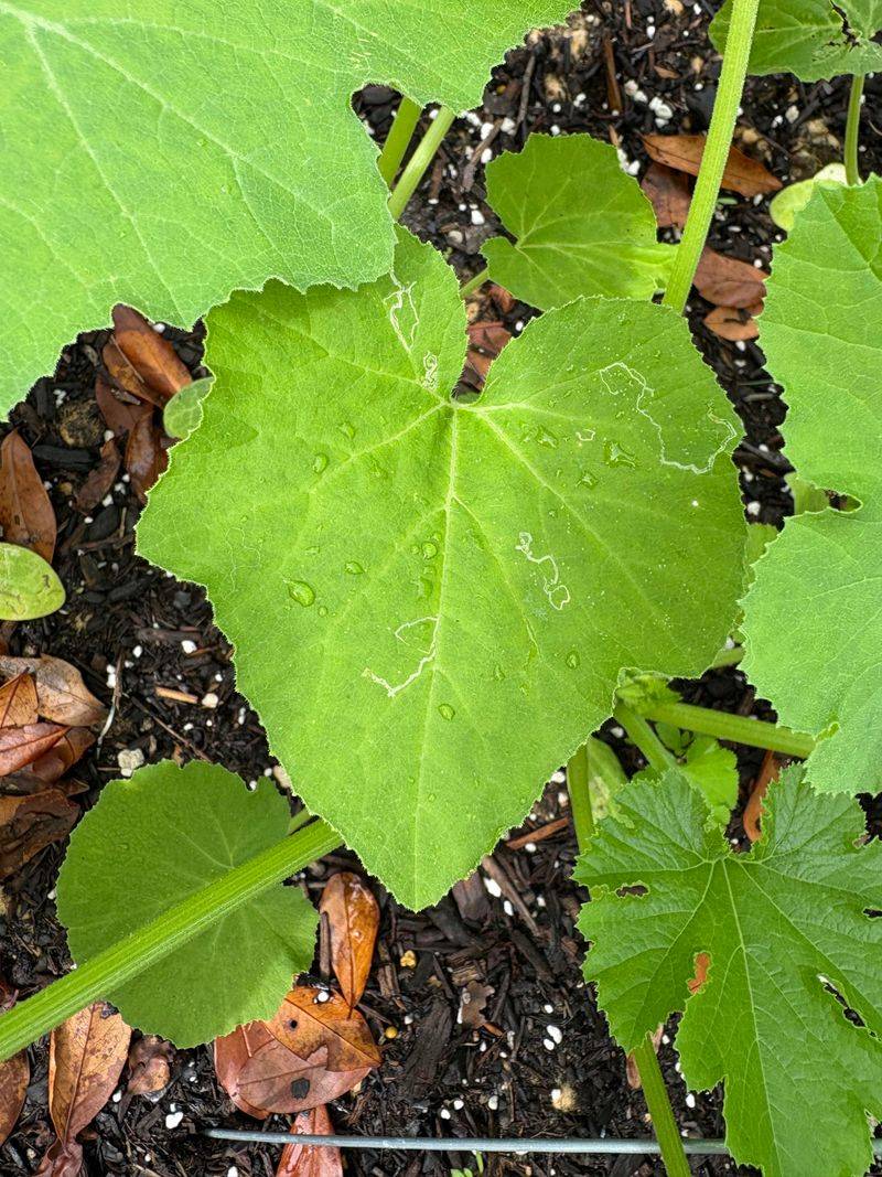 Squash Leaf Miners