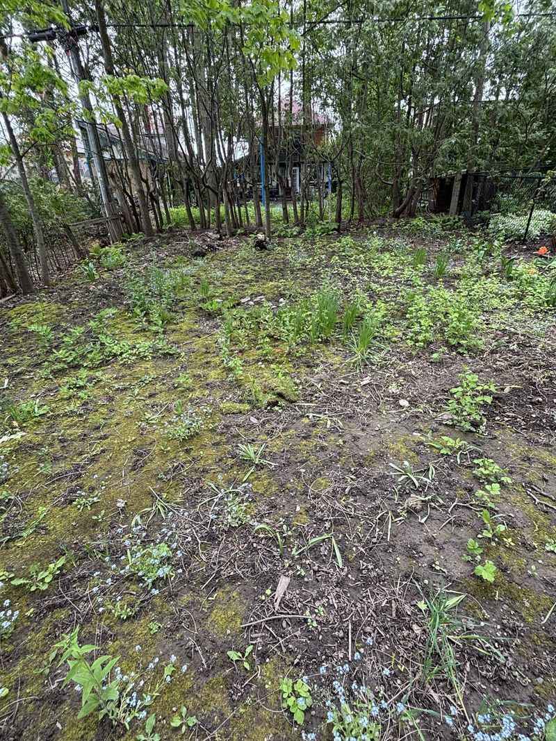 Neglected Lawn Maintenance