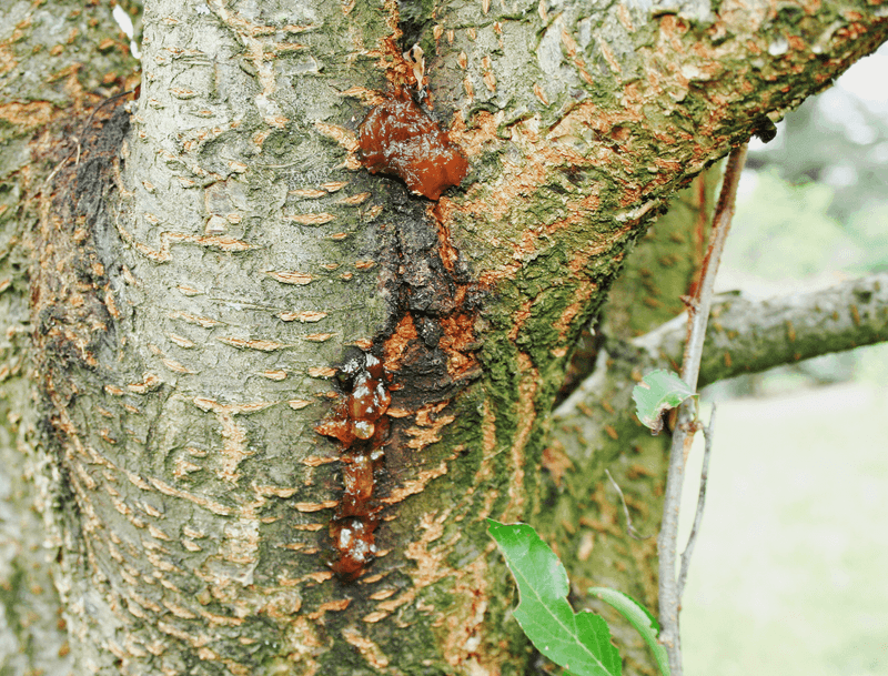 Cankers And Bleeding Sap