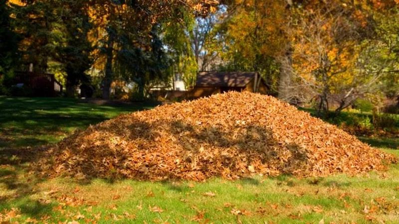 Neglecting Dead Vegetation Removal