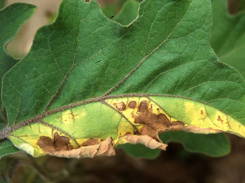 Verticillium Wilt