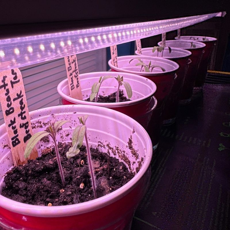 Poor Transplanting Techniques