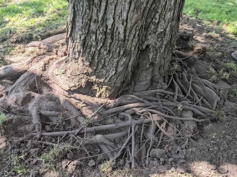 Girdling Roots Choking Trunks