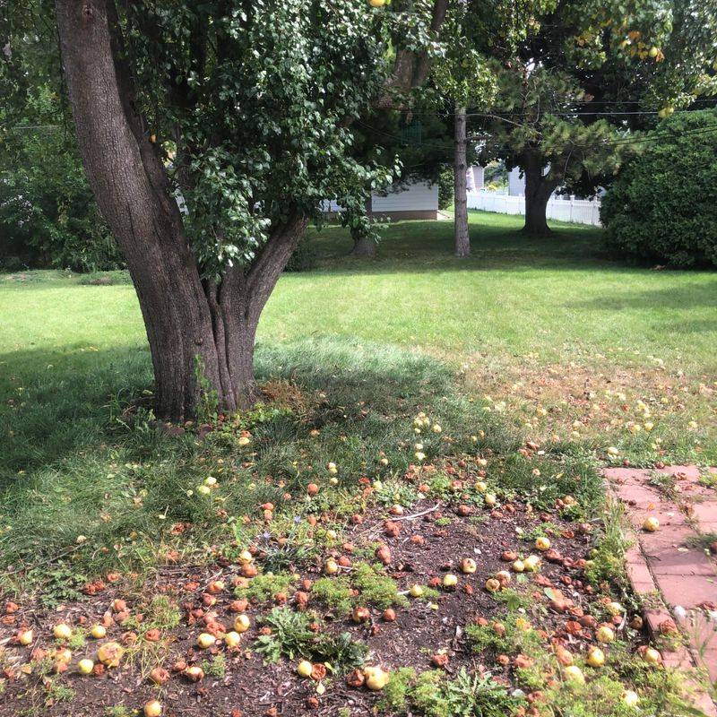 Fruit Trees Near Property Lines