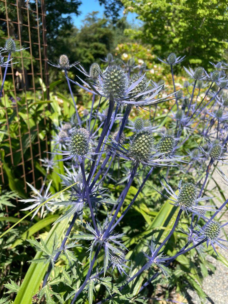 Ethereal Sea Holly