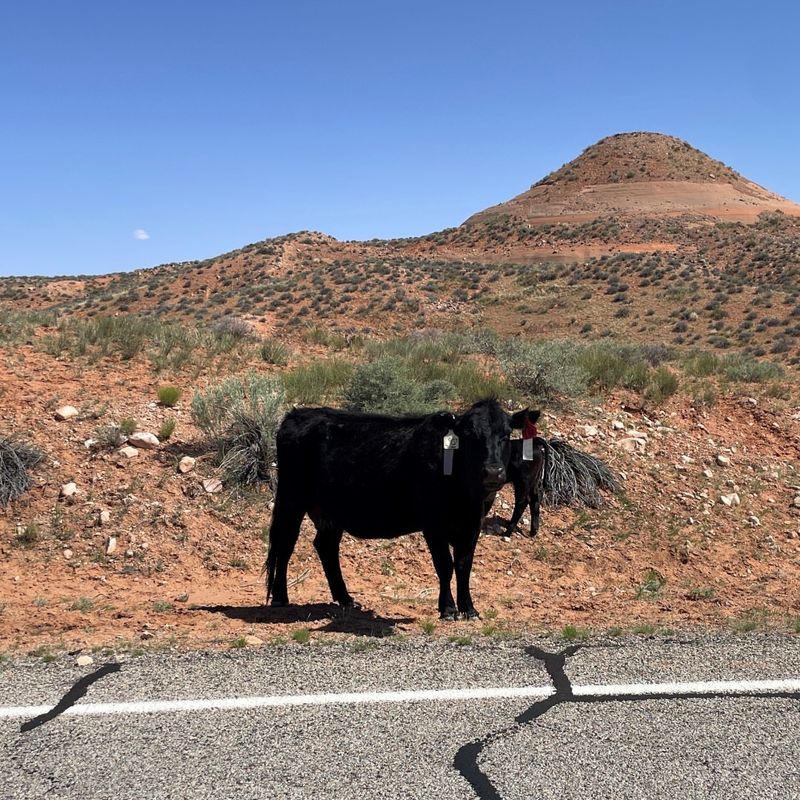 Large Livestock in City Limits