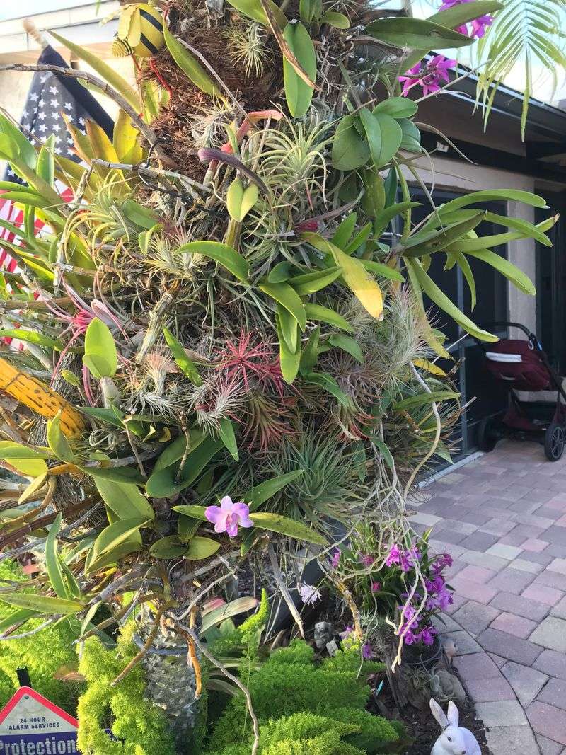 Fashion Air Plant Displays