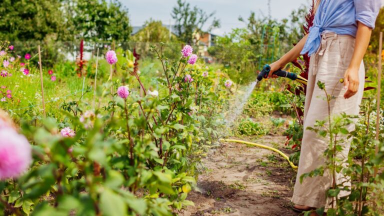 watering garden in summer